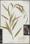 Foto von Salix acmophylla Boiss.